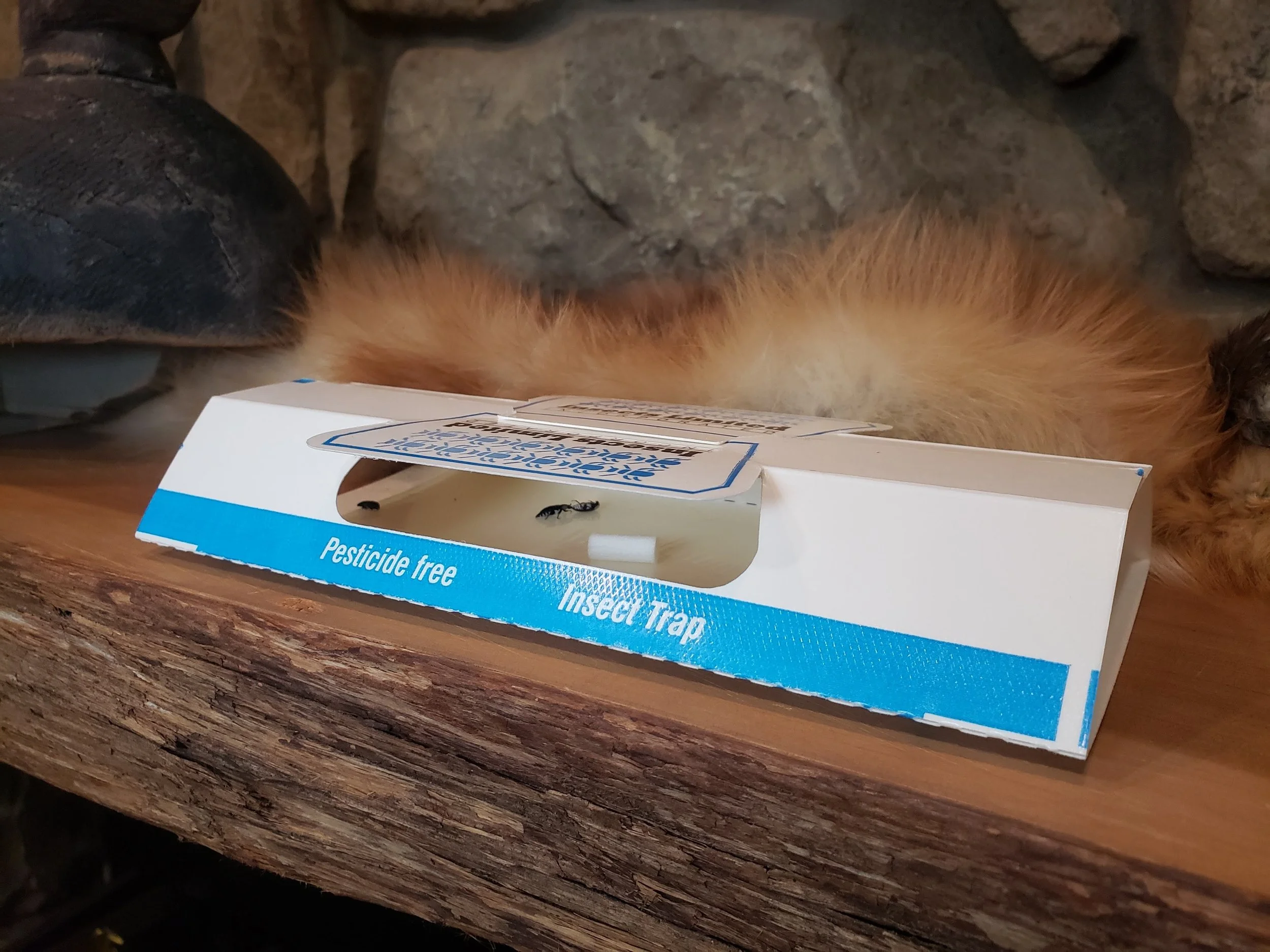 Pheromone lures and traps for Hide Beetles